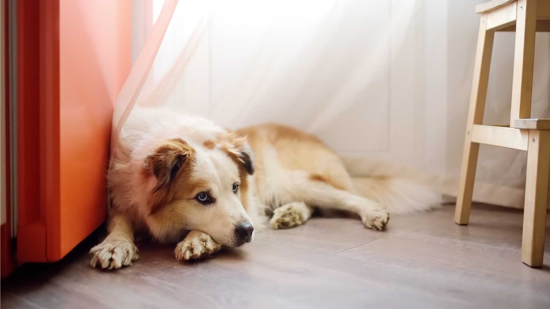 dejar al perro solo en casa
